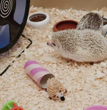 Cage essentials for hedgehog