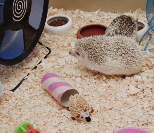 Cage essentials for hedgehog