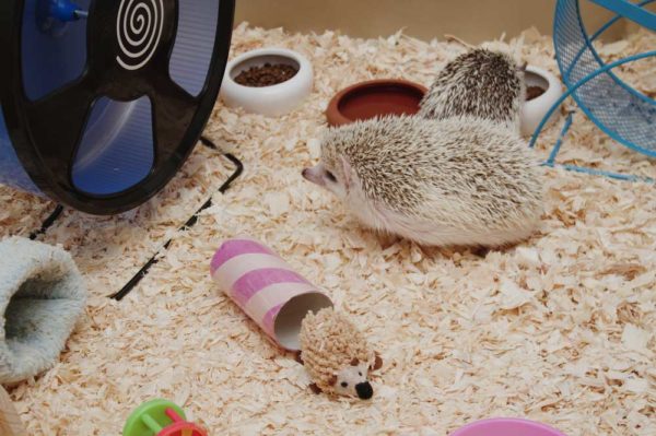 Cage essentials for hedgehog