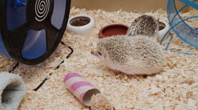 Cage essentials for hedgehog