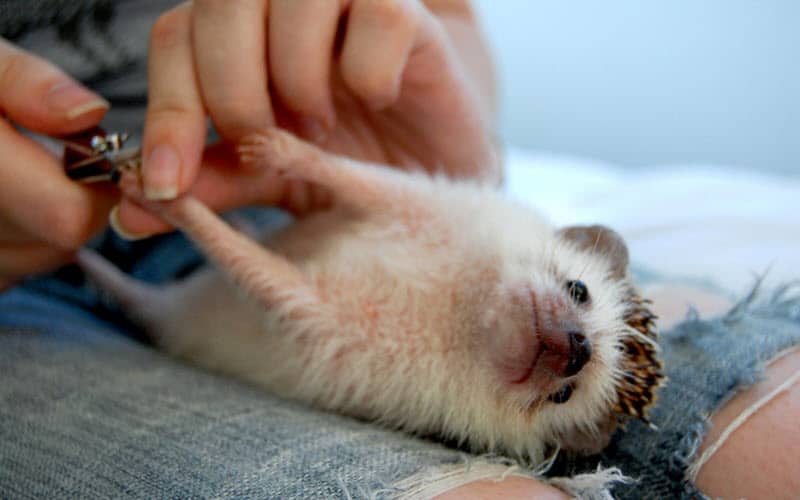 Hedgehog nail trimming - ExoPetGuides.com