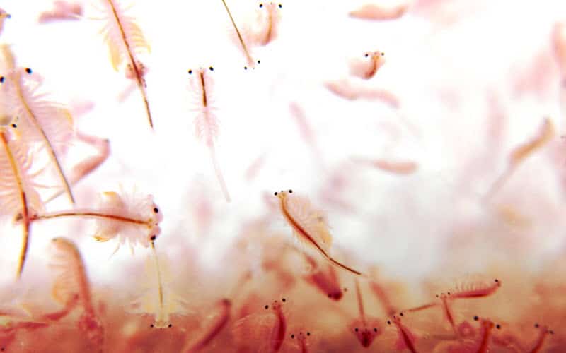Live brine shrimp - ExoPetGuides.com