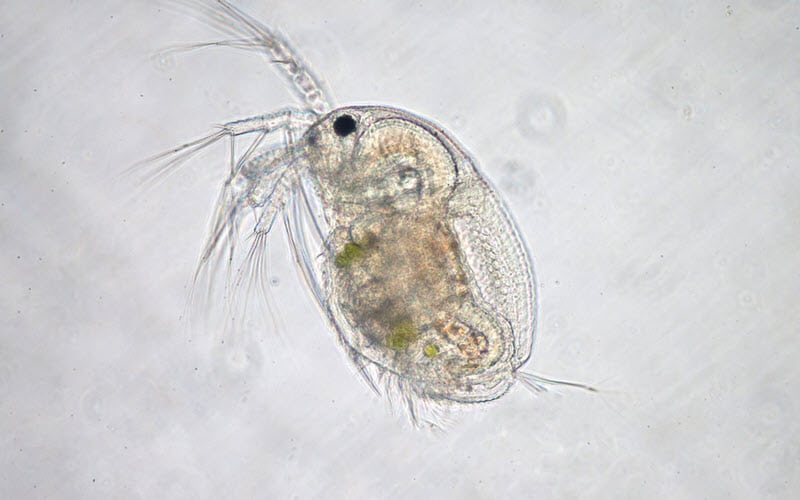 Live daphnia under microscope view - ExoPetGuides.com