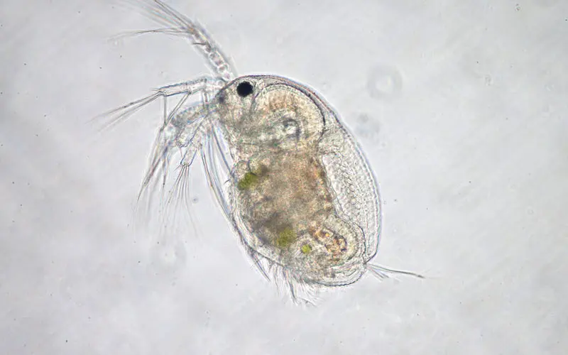 Live daphnia under microscope view - ExoPetGuides.com