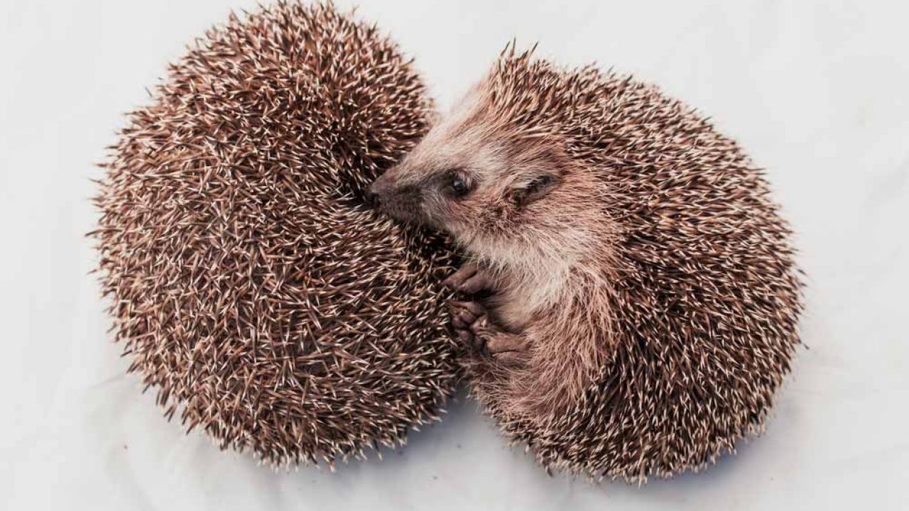 Best Ammonia Smell In Stool of all time The ultimate guide stoolz