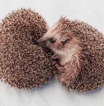 will hedgehog be smelly?