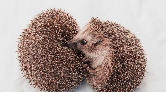 will hedgehog be smelly?