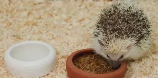 hedgehog food and diet