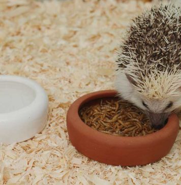 hedgehog food and diet