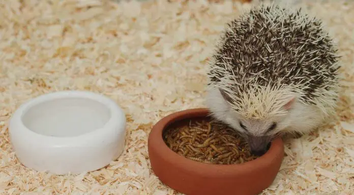 hedgehog food and diet