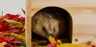 hedgehog hibernation