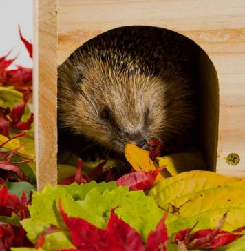 hedgehog hibernation