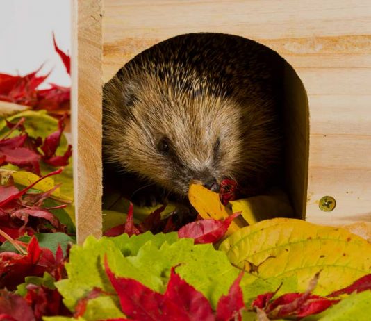 hedgehog hibernation