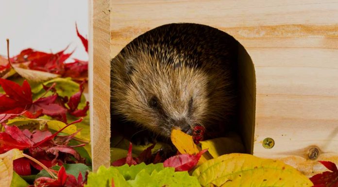 hedgehog hibernation