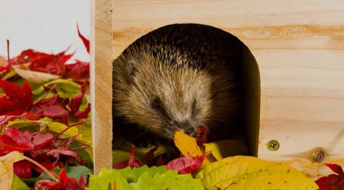 hedgehog hibernation