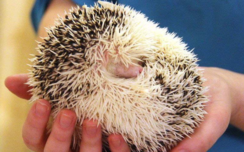 Hedgehog hibernation and torpor: emergency warming protocol and prevention guide
