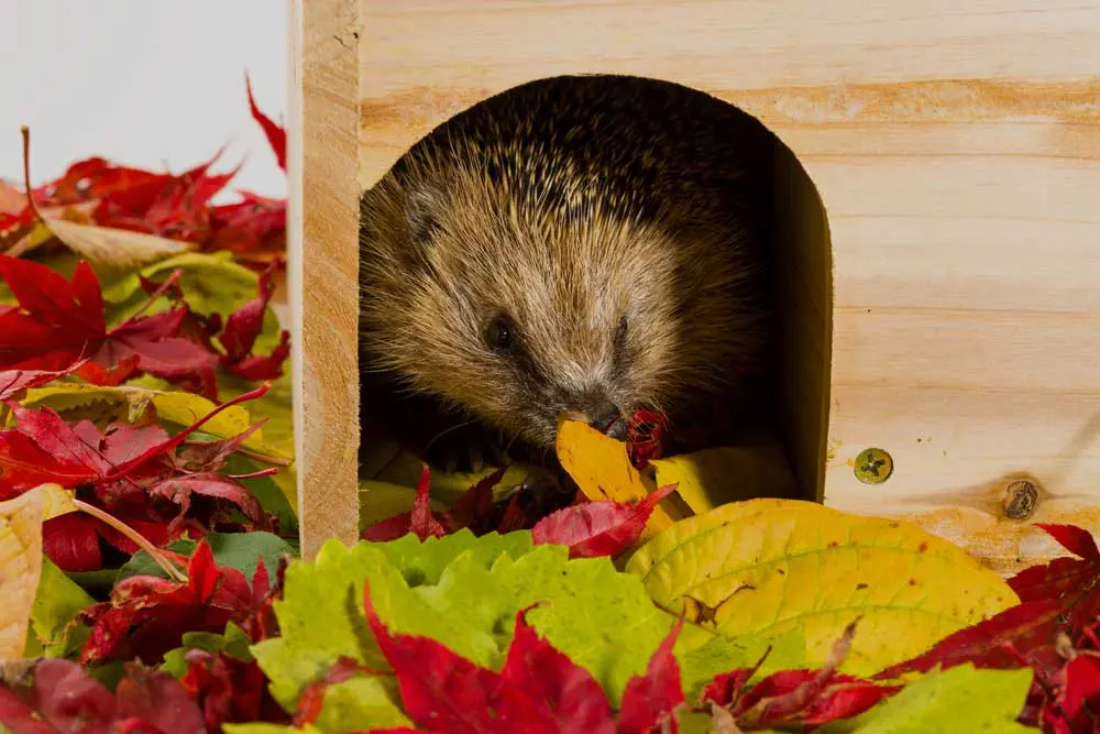 The complete hedgehog hibernation and estivation guide 2019 ExoPetGuides