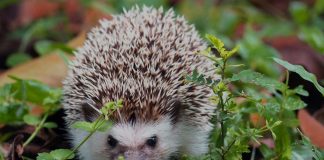 hedgehog in the wild