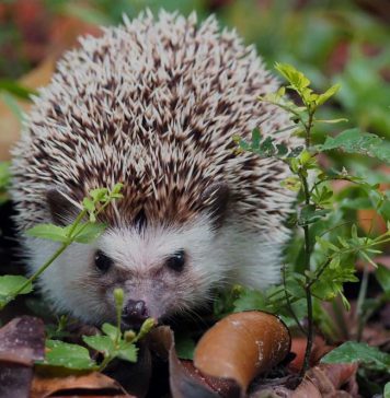 hedgehog in the wild
