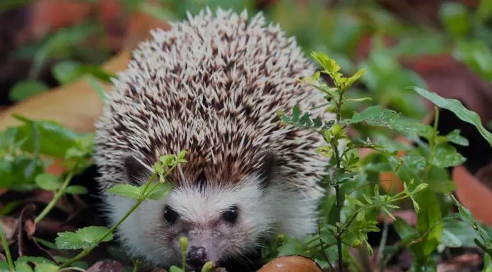 hedgehog in the wild