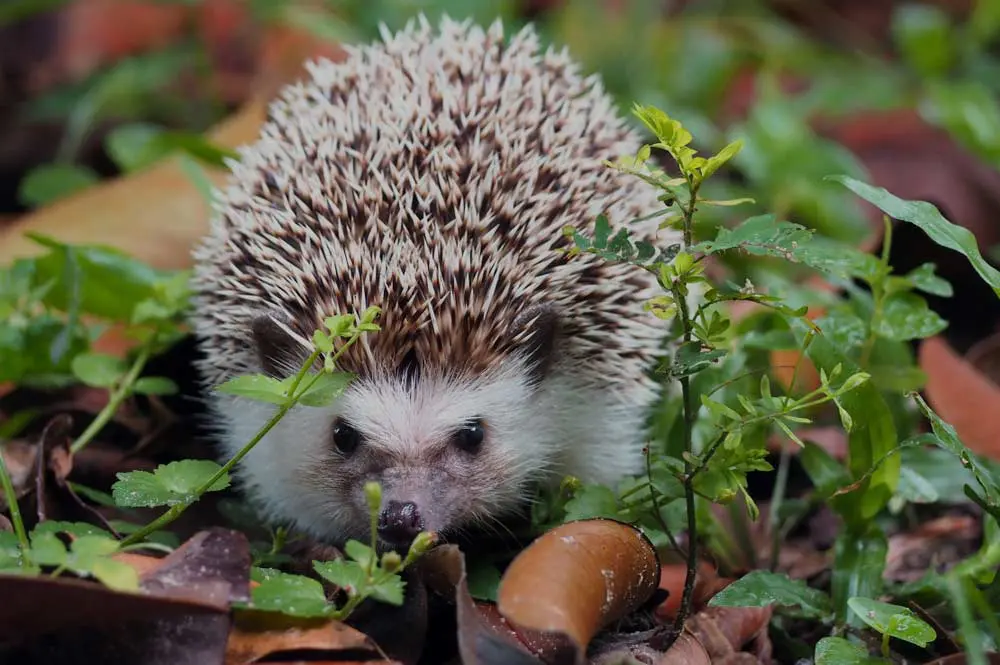 Where does the hedgehog live? Hedgehog habitat 101 ExoPetGuides