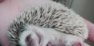 sleepy hedgehog