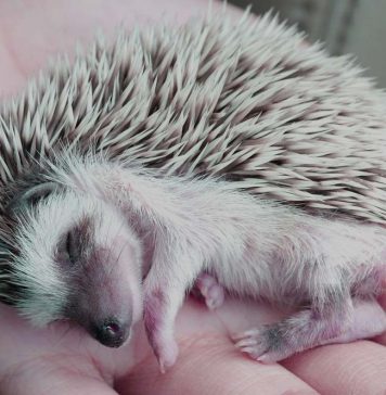 sleepy hedgehog