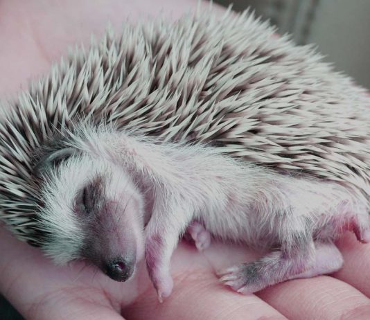 sleepy hedgehog