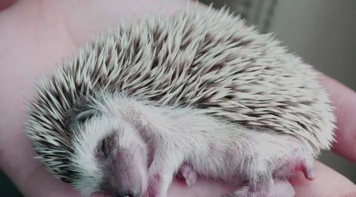 sleepy hedgehog