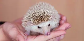 how to hold a hedgehog
