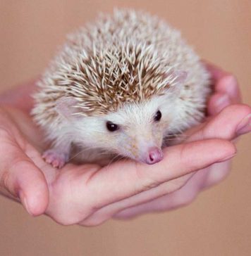 how to hold a hedgehog