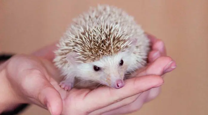 how to hold a hedgehog