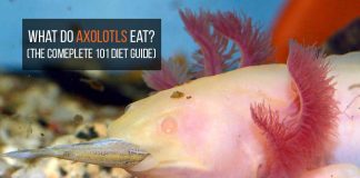 what do axolotls eat