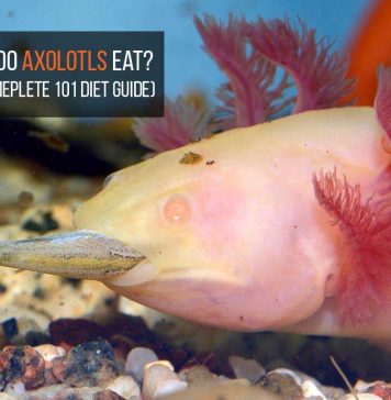 what do axolotls eat