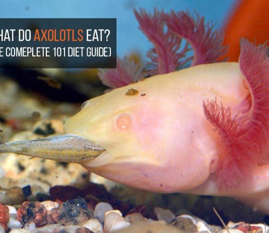 what do axolotls eat