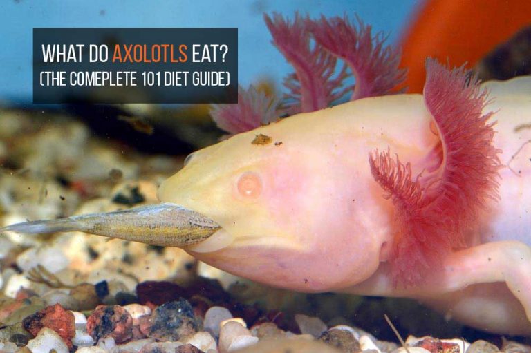 what do axolotls eat