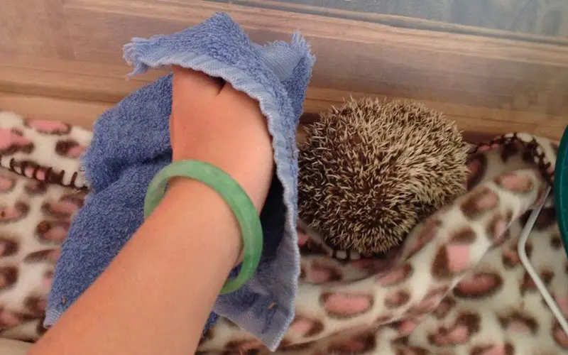 Grab hedgehog from top with a towel