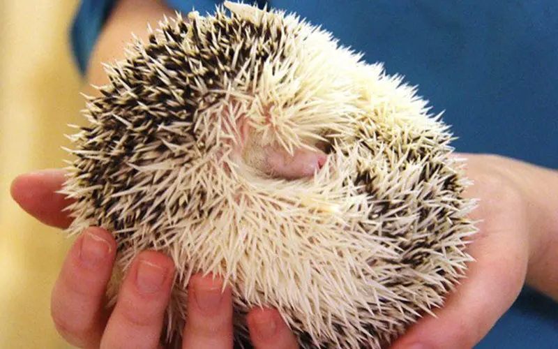 Hedgehog curled up into a ball when scared