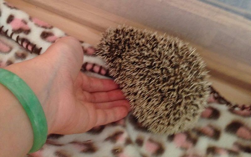 Scoop hedgehog up from below