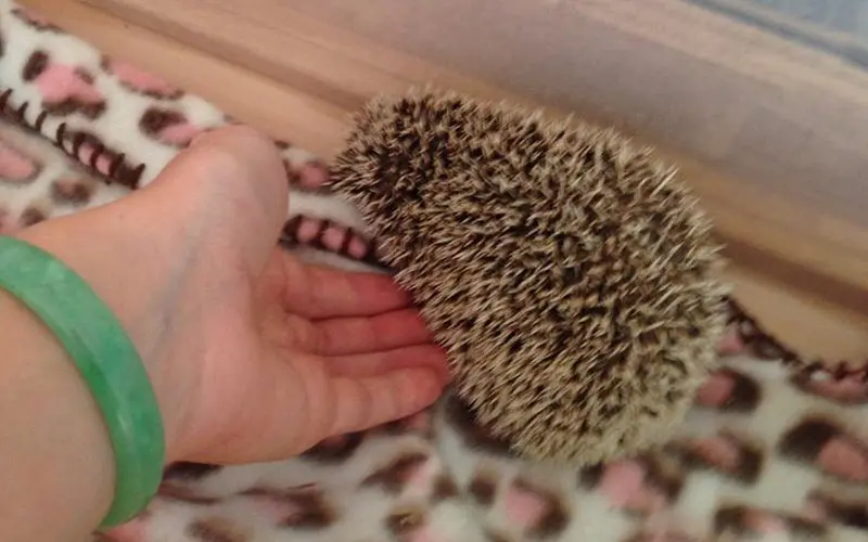Scoop hedgehog up from below