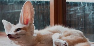 fennec fox facts