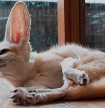 fennec fox facts