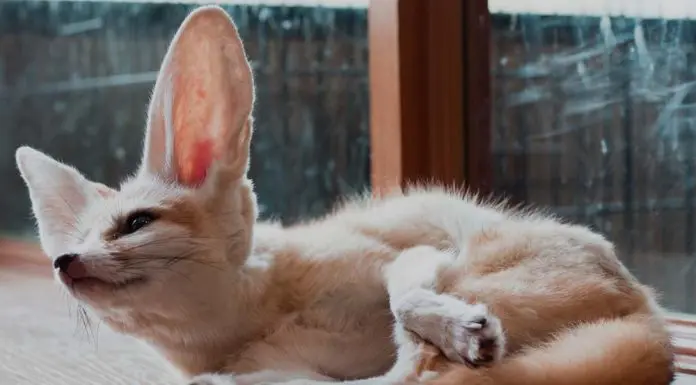 fennec fox facts
