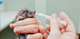 taking care of a baby hedgehog