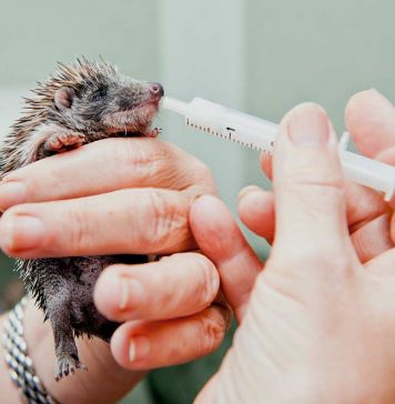 taking care of a baby hedgehog