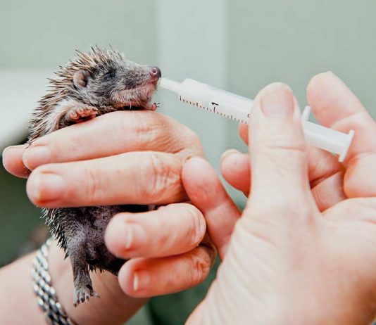 taking care of a baby hedgehog