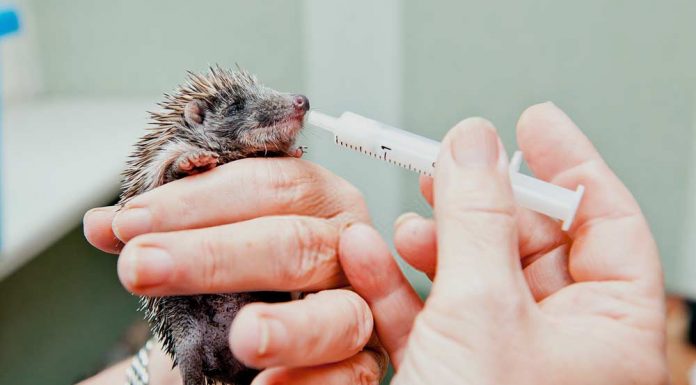 taking care of a baby hedgehog
