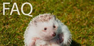 questions about hedgehogs