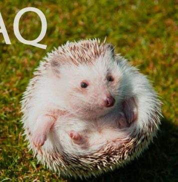 questions about hedgehogs