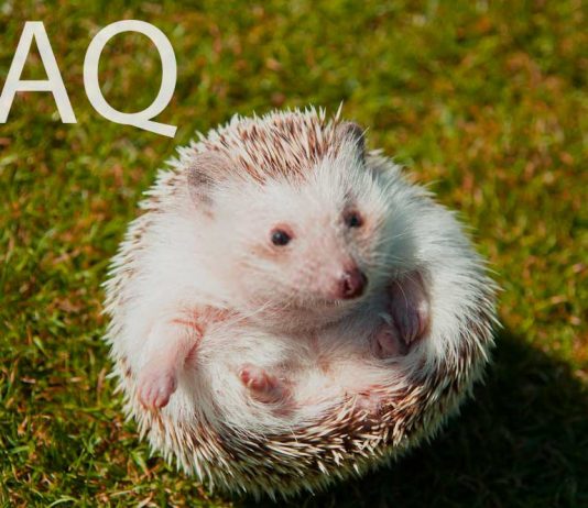 questions about hedgehogs